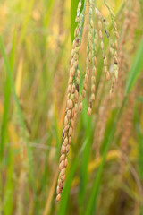 Green rice plant on natural background