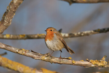 Close up of a robin in the wild