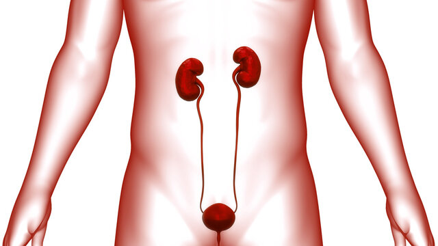 red human kidneys and urinary system clip art preview