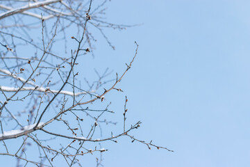 Bare snow-covered tree branches against the blue sky in winter. The natural background.Copy space, selective focus with shallow depth of field.