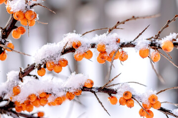 Sea buckthorn berries close-up on branches in winter.Natural background.Selective focus with...