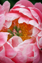 Coral Charm Peony
