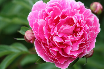 Obraz premium Pink Peony 
