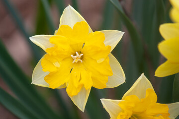 yellow daffodils in spring