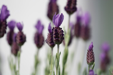 lavender flowers closeup