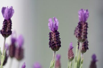 lavender flowers close up