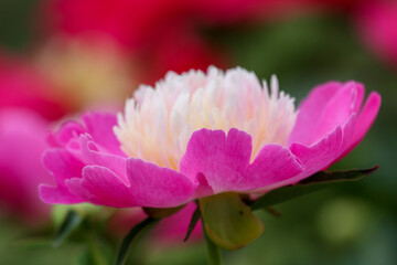 Fototapeta premium Bowl of beauty Peony 