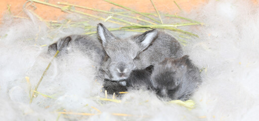 newborn rabbits in fluff nest © serikbaib