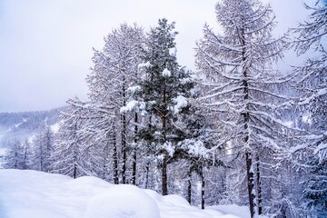 Fototapeta premium Pine tree branches with small cones in the mountain winter forest. Panoramic view of winter forest with trees covered snow. Sunset in the frozen mountains. Selective focus. High quality photo