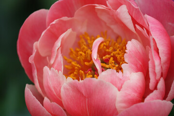 coral supreme peony