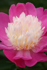 Bowl of Beauty Peony 