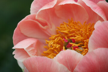 Coral charm peony 