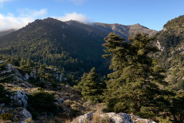 Forest of Pinsapos (Abies pinsapo) trail in the Sierra de las Nieves National Park in the province of Malaga. Spain