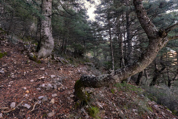 Forest of Pinsapos (Abies pinsapo) trail in the Sierra de las Nieves National Park in the province of Malaga. Spain