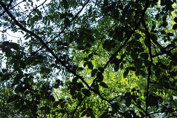 Caspian Hyrcanian mixed forests