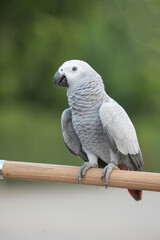 African Gray Bird On Natural Backdrop