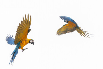 Macaw Parrot with Copy Space