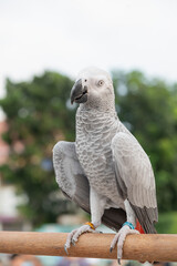 African gray parrot on blurred green background