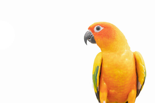 Sun conure parrot in white background