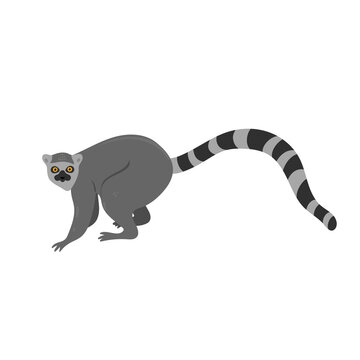 Ring-tailed lemur isolated on white background. Vector graphics.