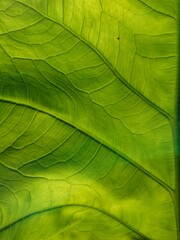 Fototapeta na wymiar green leaf texture
