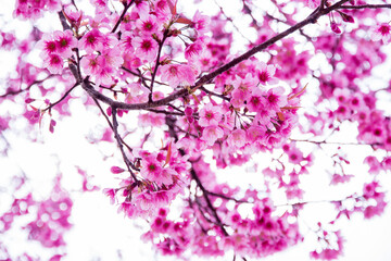 Obraz na płótnie Canvas pink cherry blossom in spring