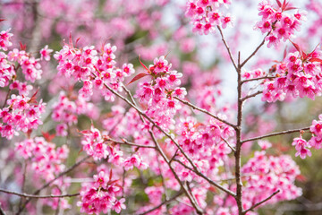 pink cherry blossom in spring