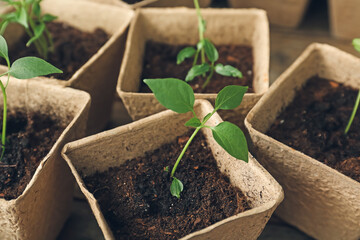 Plants seedlings in peat pots on table