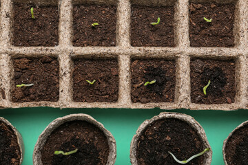 Plants seedlings in peat pots on table