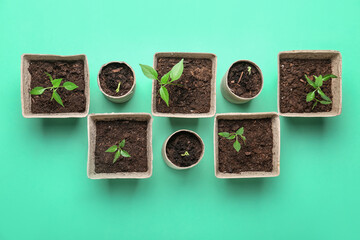 Plants seedlings in peat pots on color background