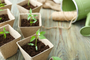 Plants seedlings in peat pots on wooden table