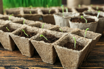 Plants seedlings in peat pots kit on wooden table