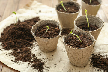 Plants seedlings in peat pots on parchment