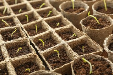 Plants seedlings in peat pots kit