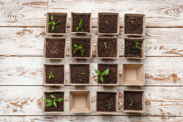 Plants seedlings in peat pots on wooden background