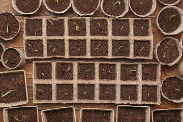 Plants seedlings in peat pots on wooden table