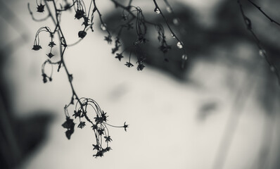 Dry plant in winter forest, toned close up silhouette