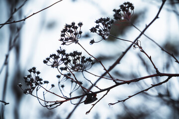 Dry flowers in winter forest, blue toned close up photo