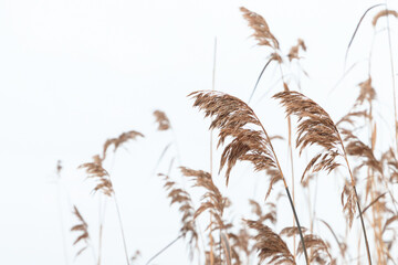 Dry coastal reed in winter season, natural photo