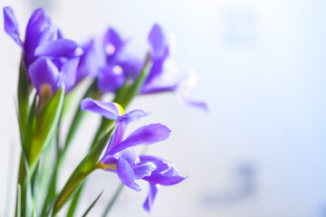 Japanese irises over blurred background, macro photo