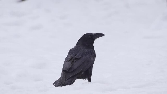Raven ( Corvus corax ) close up