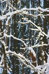 The snowy branches of the forest trees in the sun as a beautiful winter background. Selective focus.