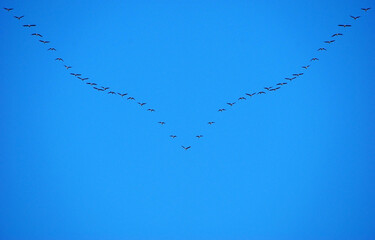 Flock of migrating birds 