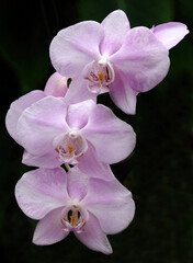 Fototapeta na wymiar pink orchids on dark background