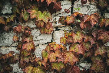 rusty autumn leaves on a white rock