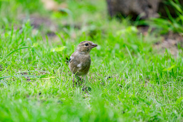 Close-up of a finch running in the grass. A pool of water in the green grass. Detailed in the bird