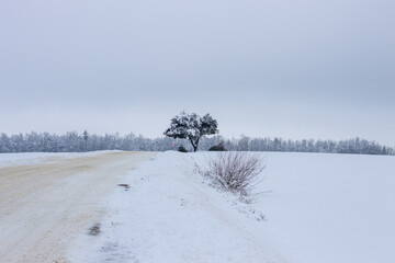 An alone tree in the white snow field