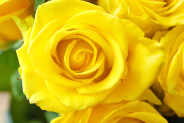 Beautiful yellow roses as background, closeup