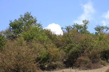 Caspian Hyrcanian mixed forests