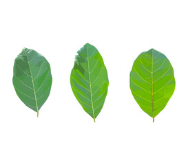 Isolated leaves on the white background. Lime leave. fresh leaves. Jack Leaf.